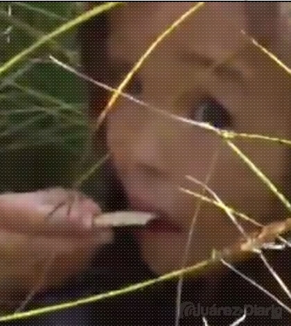 Dron ayuda a localizar a niña perdida en Siberia