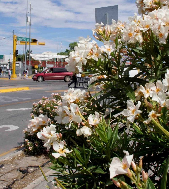 Exhortan a Tomar Precauciones por Temporada de Alergias