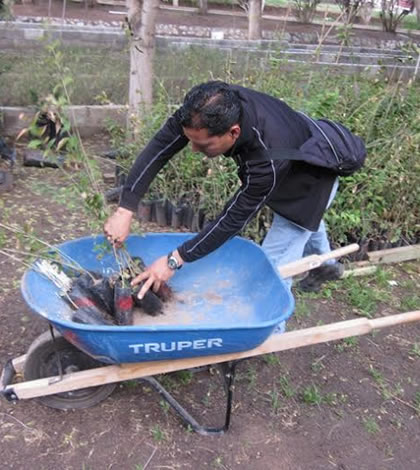 Buscan Cumplir Meta de Plantar 50 mil Arboles