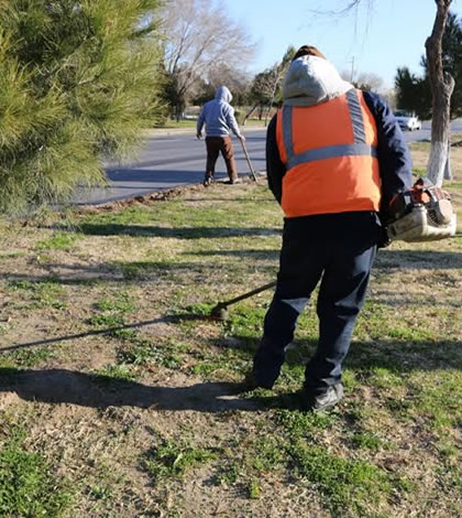 Inicia Reforestación de Camellones