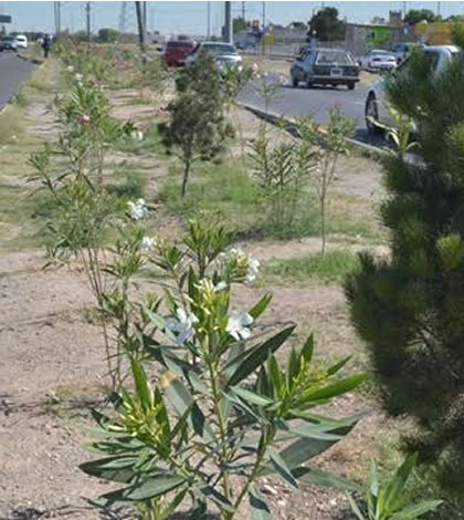 Próxima Semana Arranca Remodelación de Camellones