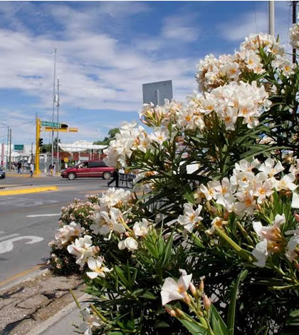 Recomendaciones Para Evitar Alergias Por Vientos