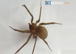 Araña Parda Solitaria