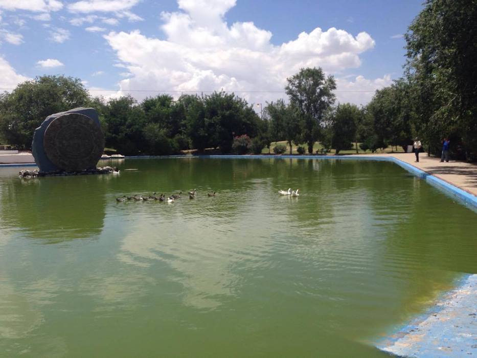 Supervisan posible nuevo hogar de patos del Parque Central 1 patitos