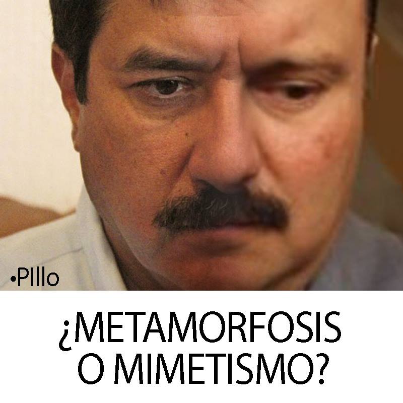 Pillo - Metamorfosis o Mimetismo 2 Pillo 20170831