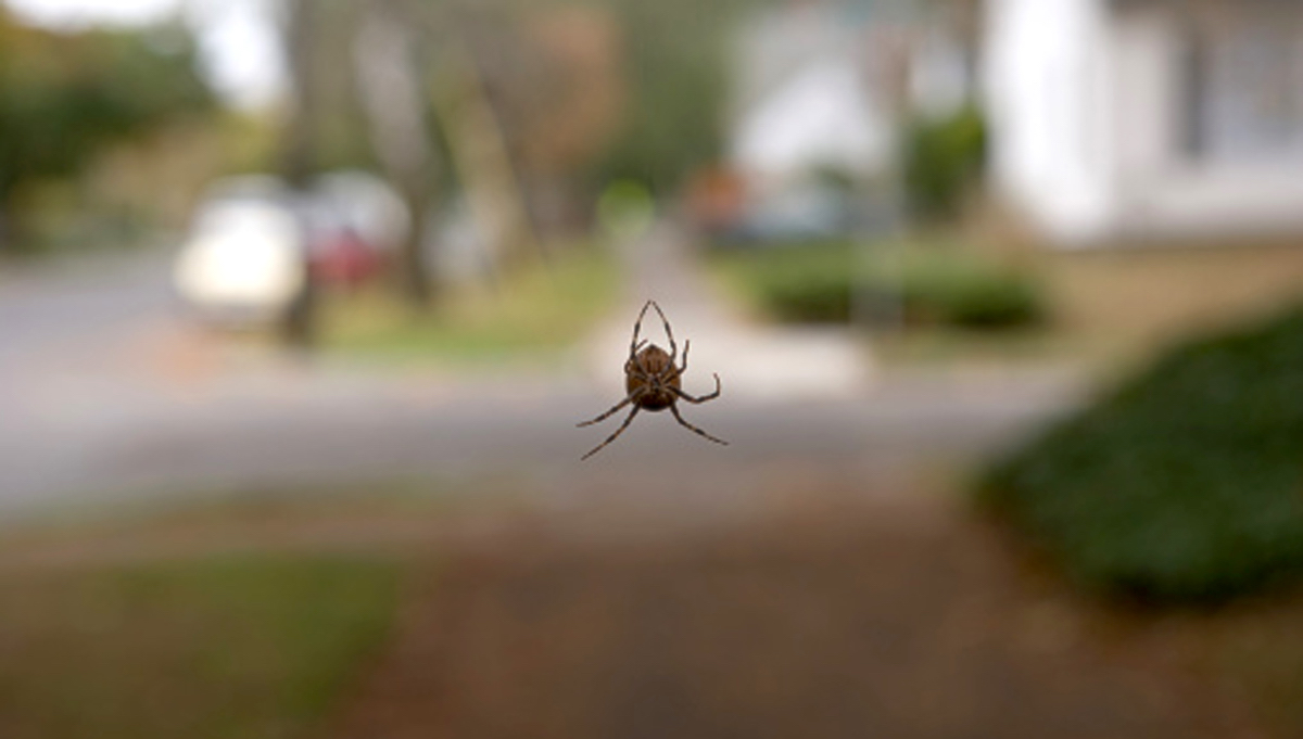 Recomendacines para prevenir picaduras de animales ponzoñosos 1 aracnido arana