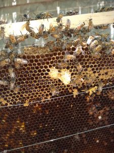 Retira Dirección de Ecología enjambre de 3 mil abejas de vivienda 3 Abejas vivienda 4