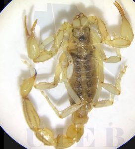 Emiten recomendaciones para prevenir picadura de araña 3 Alacrán