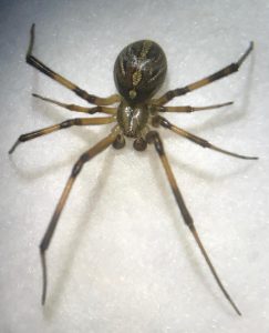 Emiten recomendaciones para prevenir picadura de araña 1 Araña