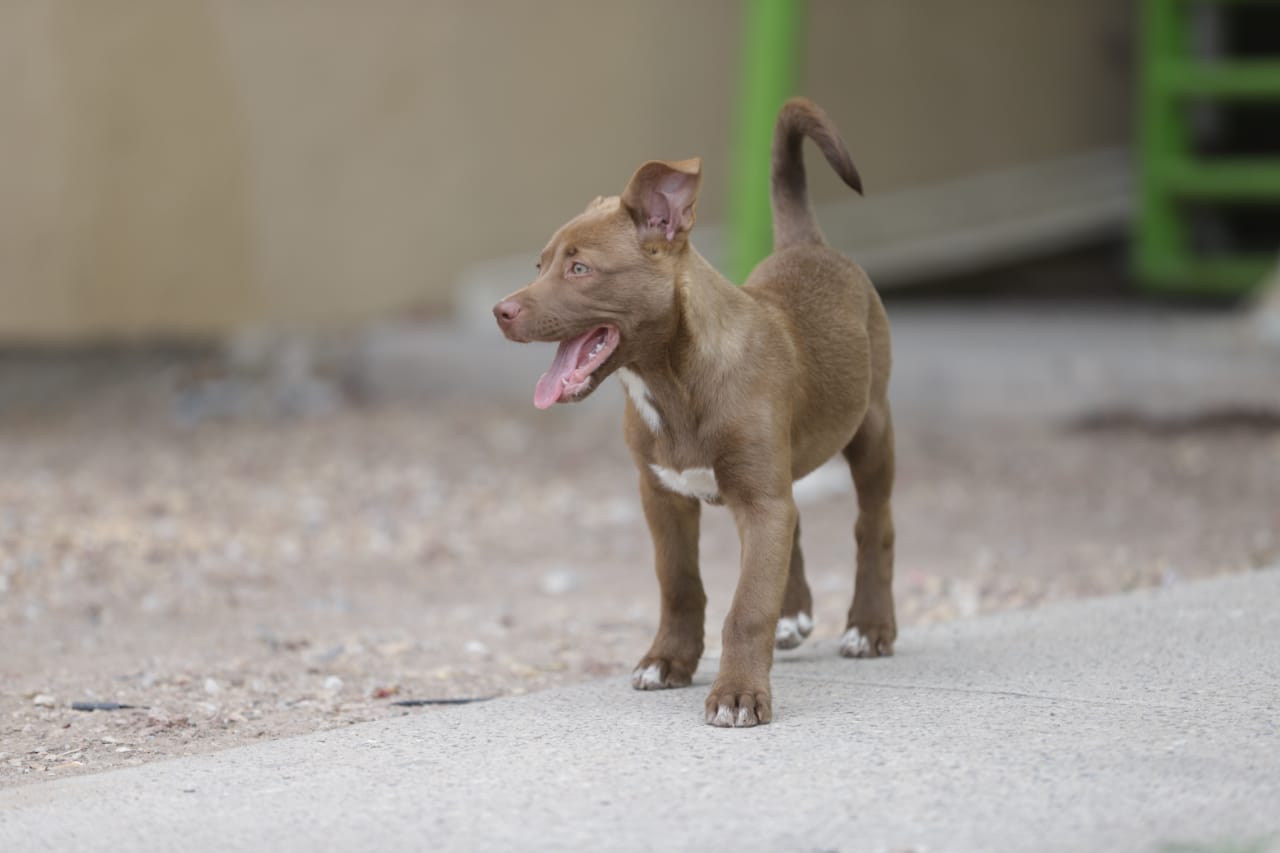 Exhortan cuidar mascotas durante temporada de calor 1 Mascotas cuidados 2