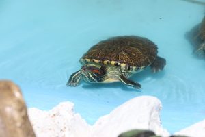 Cuenta Municipio con Tortugario 4 tortugario 11