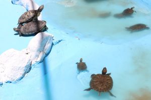 Cuenta Municipio con Tortugario 5 tortugario 12