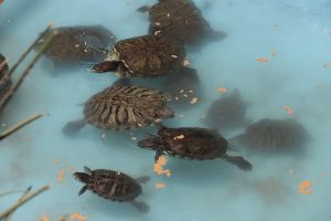 Cuenta Municipio con Tortugario 6 tortugario 13