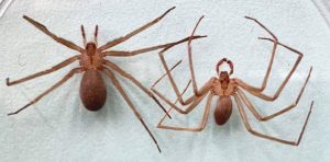 Emiten recomendaciones para prevenir picadura de araña 2 violinista