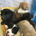 Llaman a extremar cuidados con mascotas ante efectos de la canícula 1 Mascotas cuidados 1 1