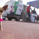 Llaman a extremar cuidados con mascotas ante efectos de la canícula 3 Mascotas cuidados 1 1