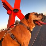 Llaman a extremar cuidados con mascotas ante efectos de la canícula 4 Mascotas cuidados 2 1