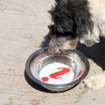 Llaman a extremar cuidados con mascotas ante efectos de la canícula 5 Mascotas cuidados 2