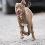 Llaman a extremar cuidados con mascotas ante efectos de la canícula 2 Mascotas cuidados 3 1