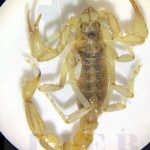 Recomendaciones para evitar plagas en verano 1 Alacrán 1