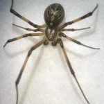 Recomendaciones para evitar plagas en verano 3 Araña