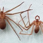 Recomendaciones para evitar plagas en verano 2 violinista