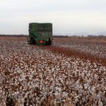 campo algodón