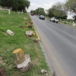 Dañan palmeras y cilindros en camellón 1