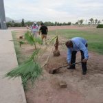 Dañan palmeras y cilindros en camellón 4