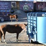 Embarque de caballos y jinetes a CDMX para el Desfile Miitar 20