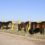 Embarque de caballos y jinetes a CDMX para el Desfile Miitar 27
