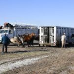 Embarque de caballos y jinetes a CDMX para el Desfile Miitar 28