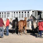 Embarque de caballos y jinetes a CDMX para el Desfile Miitar 30