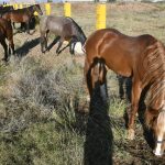 Embarque de caballos y jinetes a CDMX para el Desfile Miitar 32