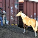 Embarque de caballos y jinetes a CDMX para el Desfile Miitar 33