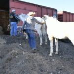 Embarque de caballos y jinetes a CDMX para el Desfile Miitar 39