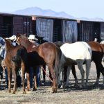 Embarque de caballos y jinetes a CDMX para el Desfile Miitar 5