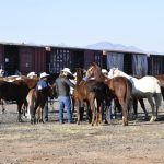 Embarque de caballos y jinetes a CDMX para el Desfile Miitar 8