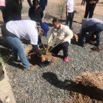 Samalayuca reforestacion primaria 1