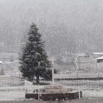 Nieva en la zona Serrana. Disminuye posibilidad de lluvia en Juárez. 8 Registra CEPC nieve y agua nieve en partes altas de Chihuahua 1