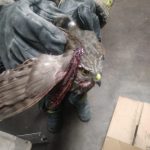 Resguarda Protección Civil a halcón herido 4 Halcon Herido 2