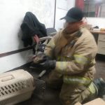 Resguarda Protección Civil a halcón herido 3 Halcon Herido 4