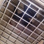 Resguarda Protección Civil a halcón herido 6 Halcon Herido 6