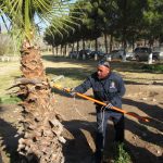 Finaliza Parques y Jardines cursos de poda 2 cursos de poda 2