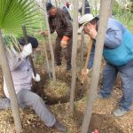 Arranca reforestación del parque El Chamizal 4 reforestacion chamizal 1