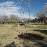 Arranca reforestación del parque El Chamizal 3 reforestacion chamizal 3