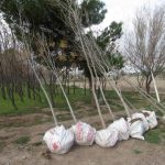 Arranca reforestación del parque El Chamizal 7 reforestacion chamizal 7