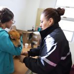 Invita Dirección de Ecología a ciudadanos a esterilizar a sus mascotas de forma gratuita 1 ecologia mascotas 1