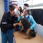 Invita Dirección de Ecología a ciudadanos a esterilizar a sus mascotas de forma gratuita 4 ecologia mascotas 2