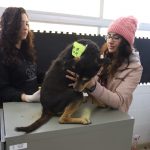Invita Dirección de Ecología a ciudadanos a esterilizar a sus mascotas de forma gratuita 2 ecologia mascotas 3